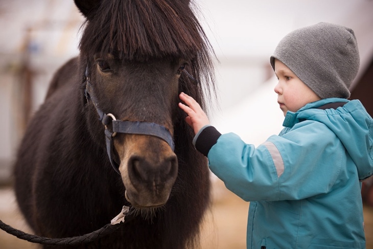 Paard